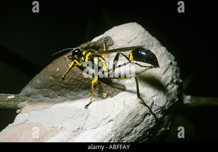 Schlamm Dauber Wespe Sceliphron Fistularum Sphecidae Wespe ihr Nest im amazonischen Regenwald Brasilien eine Zelle hinzufügen Stockfoto