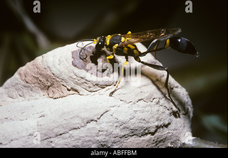 Schlamm Dauber Wespe Sceliphron Fistularum Sphecidae Abdichtung ihr Nest im Amazonas-Regenwald haben es voller Spinnen Brasilien Stockfoto