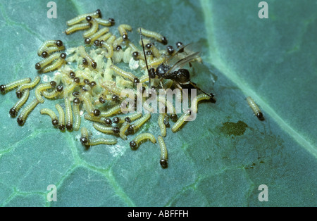 Schlupfwespe (Apanteles) Cotesia Glomerata Eiablage in Raupen, UK Stockfoto