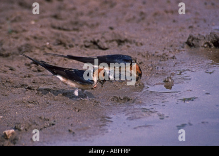 Red rumped schluckt sammeln Schlamm für Nest Portugal Stockfoto