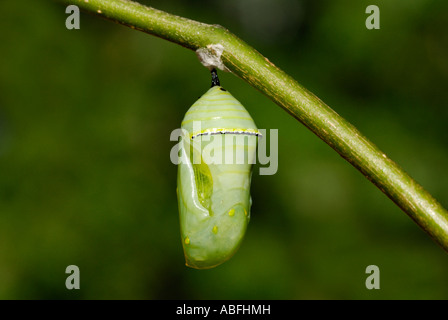 Monarchfalter Danaus Plexippus Puppe aus einem Seidenpflanze Asclepias sp Ast hängen Stockfoto