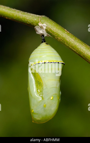 Monarchfalter Danaus Plexippus Puppe aus einem Seidenpflanze Asclepias sp Ast hängen. Stockfoto