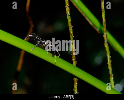 Bullet Ant Paraponeragroße Clavata tropischen Tieflandregenwald nahe Chilamate Costa Rica Stockfoto