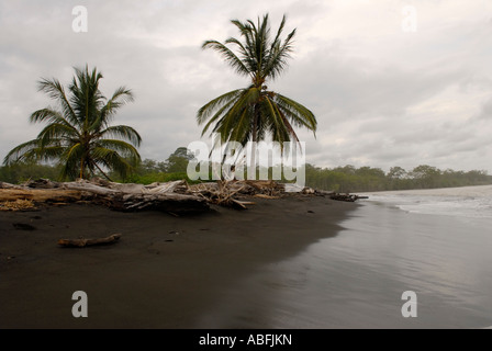 Playa Hermosa schwarzen Sandstrand mit Palmen, Nicoya Halbinsel in der Nähe von Jaco, Costa Rica Stockfoto