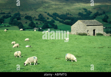 Schafe weiden in der Nähe von Scheune, Dent, Yorkshire Dales Stockfoto