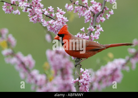 Männliche nördlichen Kardinal in Redbud Baum Stockfoto