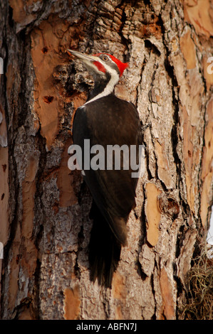 Helmspecht Myakka State Park florida Stockfoto