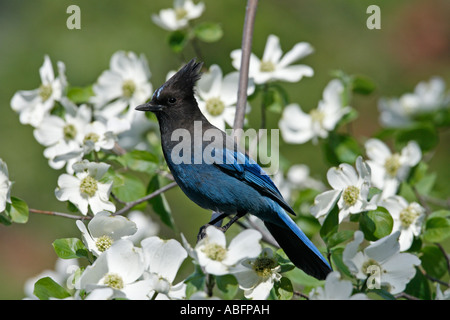 Stellers Jay im pazifischen Hartriegel Stockfoto