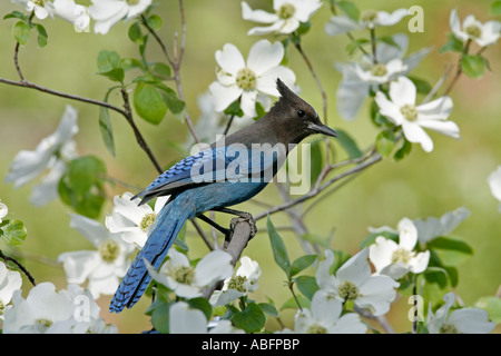 Stellers Jay im pazifischen Hartriegel Stockfoto