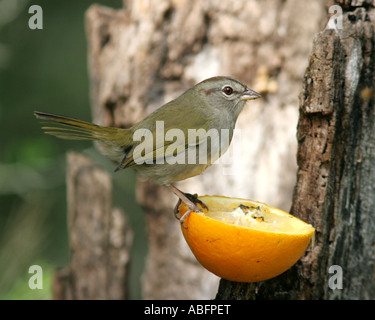 Olive Sperling Texas Santa Ana nationale Wildreservat Stockfoto