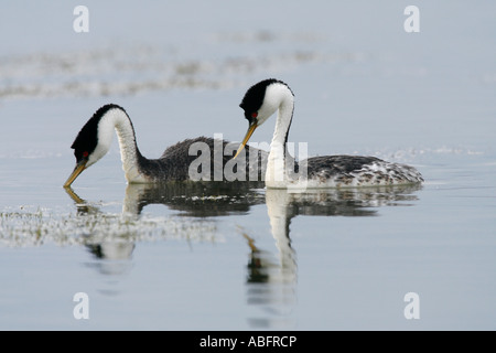 Westlichen Haubentaucher Stockfoto