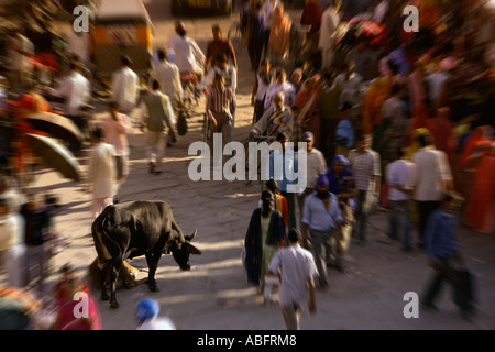 Massen von Käufern Sockelleisten Runde Kuh in Sardar Markt Jodhpur Rajasthan Indien Stockfoto