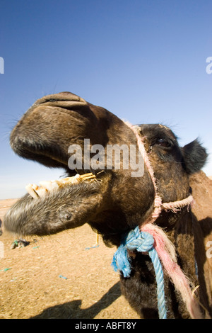 Kamel macht lustige Gesicht Essen Stroh Erg Chebbi in der Nähe von Merzouga, Marokko Stockfoto