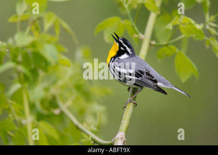 Yellow throated Warbler Gesang in "Box Elder" Stockfoto