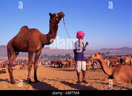 Indien Rajasthan Pushkar Camel Fair Stammesangehörige mit Kamel in der Wüste Stockfoto