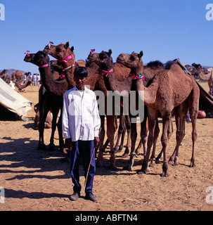 Indien Rajasthan Pushkar Camel Festival Junge mit Kamelen Stockfoto