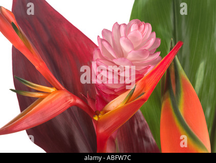 Hohe Auflösung-Studioaufnahme von tropischen Blumen darunter Heliconia und Ingwer Stockfoto