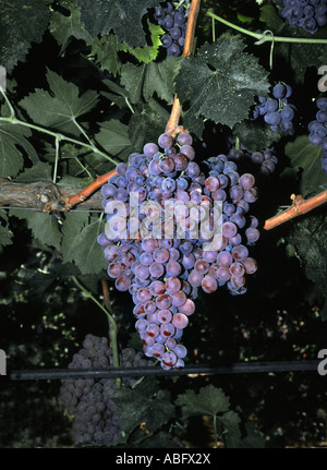 Trauben an einem Weinstock. Stockfoto