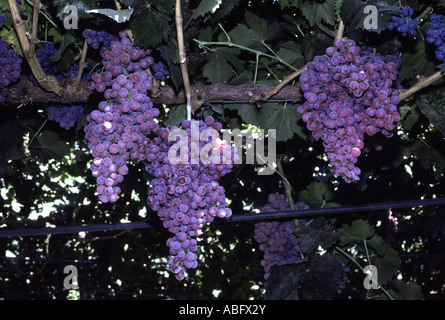 Trauben an einem Weinstock. Stockfoto
