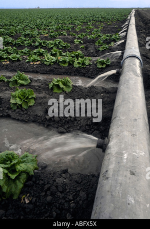 Wasser spritzt aus den Rohren, Blattsalat in California Central Valley in der Nähe von Fresno, Kalifornien zu bewässern. Stockfoto