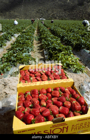 Erdbeeren in California Bereich. Stockfoto