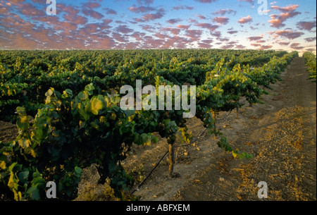 Weinberge und Wolken in Kalifornien. Stockfoto