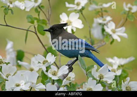 Stellers Jay im pazifischen Hartriegel Stockfoto