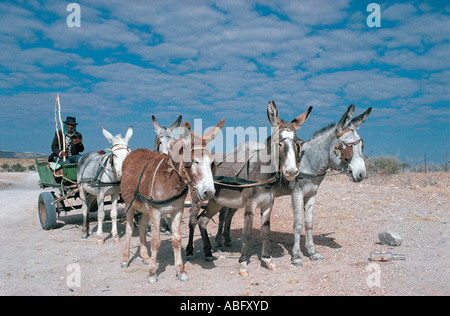 Traditionelle Eselskarren auf der Straße von Namib nach Windhoek Namibia Südwest-Afrika Stockfoto