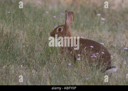 Kaninchen in Südfrankreich die großen Ohren vermuten, dass es einige inländische Zucht in seinen Stammbaum fotografiert Stockfoto