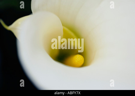 LILIUM BLUME Stockfoto