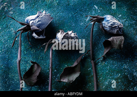 Horizontale Farbbild der drei sterbende Rosen auf einem Stein Hintergrund. Stockfoto