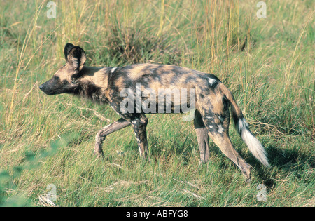 Afrikanischer Wildhund oder Jagd Hund Hwange Nationalpark Simbabwe Afrika Stockfoto