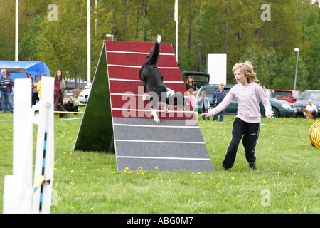 Hund Klettern hinunter ein Hindernis beim konkurrieren eine Agilität Hundeausstellung Stockfoto