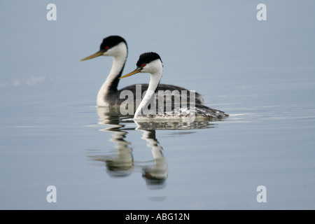 Westlichen Haubentaucher Stockfoto