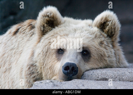 Braunbär im Zoo von Kopenhagen Stockfoto