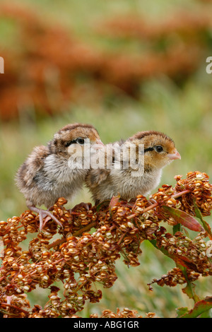 Nördlichen Bobwhite Quail Jungvögel vertikal Stockfoto