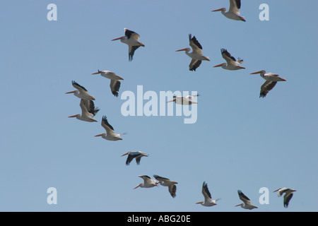 Amerikanische weiße Pelikane Pelecanus erythrorhynchos Stockfoto