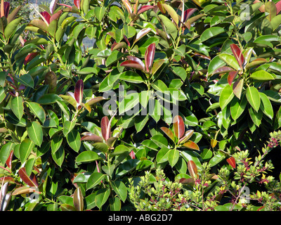 Ficus elastica oder Gummipflanze mit roten Blten und grnen Blttern  Stockfotografie - Alamy