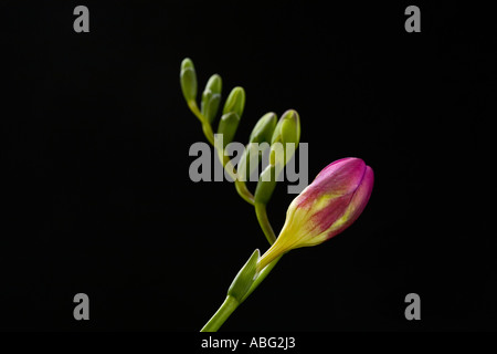 Blumenstiel mit rosafarbenen Knospen, die sich öffnen lassen, und fünf grüne Knospen, isoliert auf schwarzem Hintergrund Stockfoto