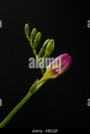 Blumenstiel mit rosafarbenen Knospen, die sich öffnen lassen, und fünf grüne Knospen, isoliert auf schwarzem Hintergrund Stockfoto