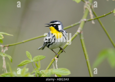 Yellow throated Warbler Gesang in "Box Elder" Stockfoto