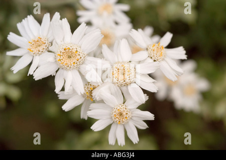 Keller's Schafgarbe (Achillea kellereri) blüht aus der Familie der Asteraceae, mit weißen Blütenblättern und gelben Zentren in einem natürlichen Garten. Stockfoto