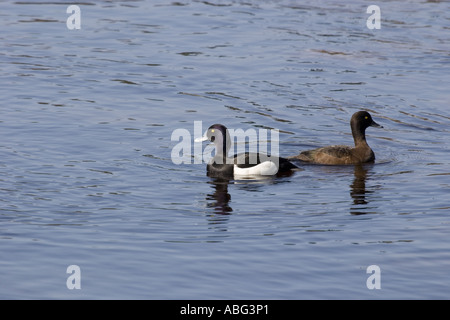 Aythya fuligula Stockfoto