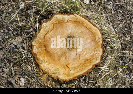 frische Espe stumpf auf Waldboden Stockfoto