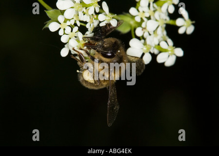 Europäische Honigbiene (Apis Mellifera) Fütterung auf Umbellifera Blume Stockfoto