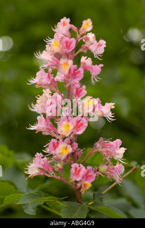 Nahaufnahme der leuchtend roten Blüten der Rosskastanie Aesulus x carnea, die auf einem Baumzweig vor einem verschwommenen grünen Hintergrund blüht. Stockfoto