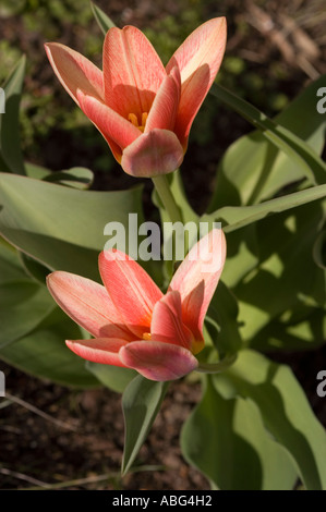 Leuchtend rote Blüten der Tulpen des frühen Frühlings blühen in einem Garten mit üppigen grünen Blättern unter hellem Sonnenlicht. Stockfoto