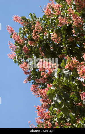 Leuchtend rote Blüten der Rosskastanie Aesulus x carnea blühen im Frühjahr vor einem klaren blauen Himmel. Schöne rosa Blumenpanister und grüne Blätter. Stockfoto