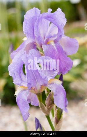 Nahaufnahme der blassvioletten Iris Barbata elatior White Knight Saunders 1916 Blumen in einer Gartenumgebung. Stockfoto