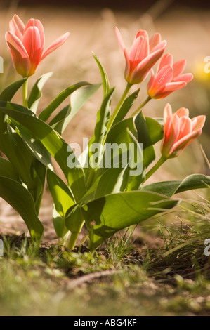 Schöne rote Blüten von Tulpen im frühen Frühling, die im Sonnenlicht des Gartens mit grünen Blättern blühen. Stockfoto